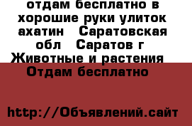 отдам бесплатно в хорошие руки улиток ахатин - Саратовская обл., Саратов г. Животные и растения » Отдам бесплатно   